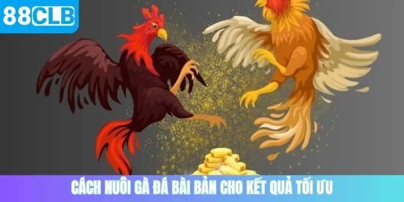 Cách nuôi gà đá bài bản cho kết quả tối ưu