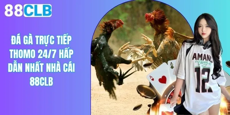 Đá Gà Trực Tiếp Thomo 24/7 Tại 88CLB Hấp Dẫn, Kịch Tính Số 1