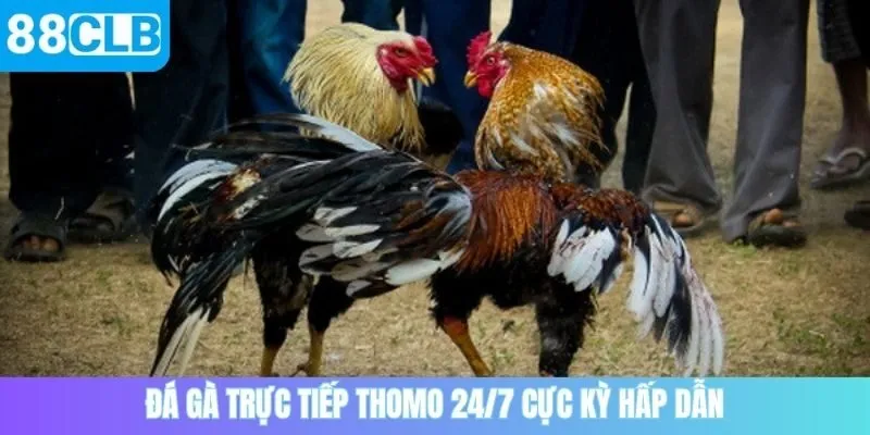 Đá gà trực tiếp Thomo 24/7 cực kỳ hấp dẫn