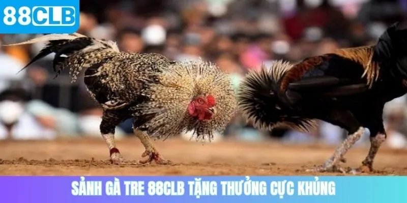 Sảnh gà tre 88CLB tặng thưởng cực khủng
